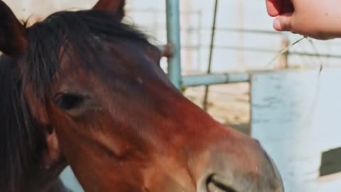 horse eats grass