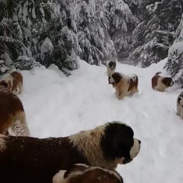 Trap in a cold..seems nowhere to go!