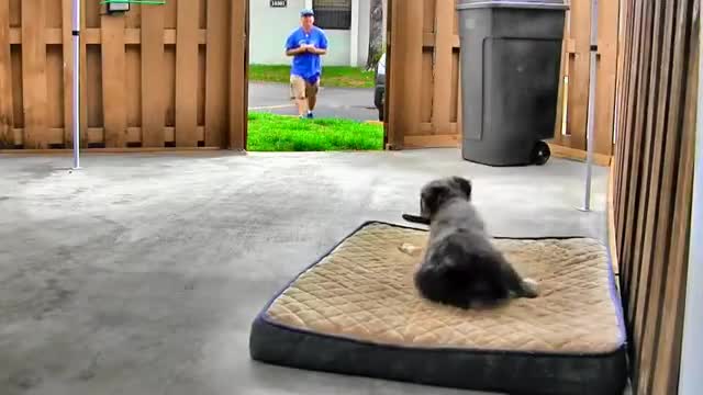 How to Train Your Dog