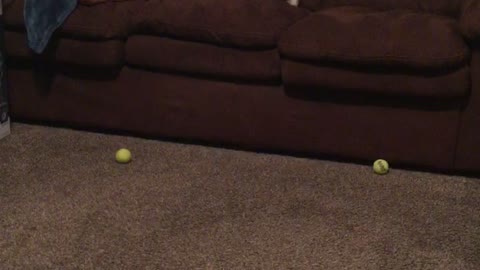 White french bulldog plays fetch with nerf balls shot into couch