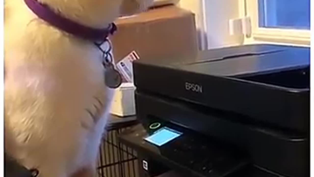 My cat doesn't know that papers come out of a printer