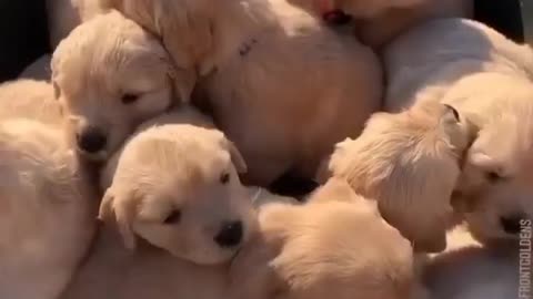 Love Mom Cute puppy 🐶 😍 💕 ❤ 💗 💖 🐶 😍