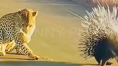 Funny Animal Compilation