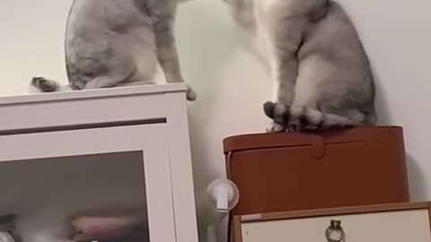 funniest animals,videos of cats🐱 🤣🤣