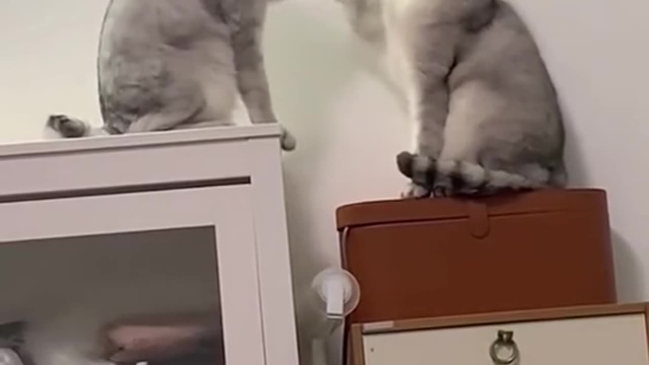 funniest animals,videos of cats🐱 🤣🤣