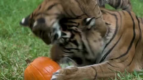 Let's play mummy! 🐅