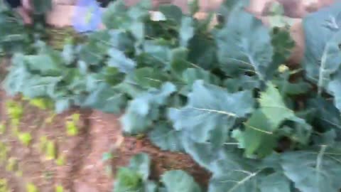 Growing vegetables