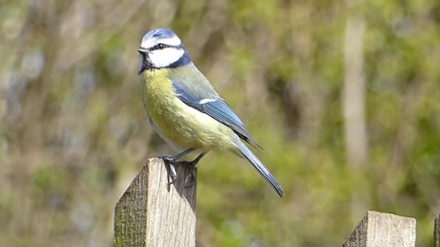 Blue bird on the tree