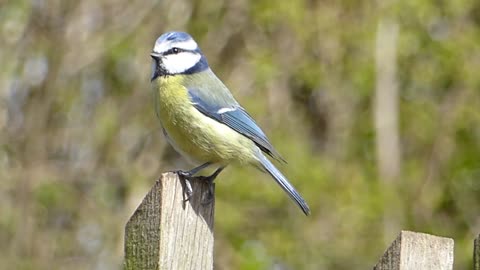 Blue bird on the tree