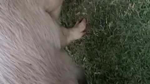 pig#big-time#fyp#foryou