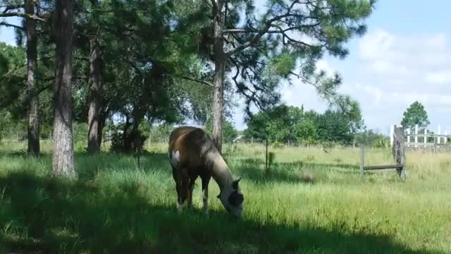 Fly mask on horse scares baby