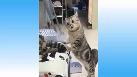 animals funny - moments