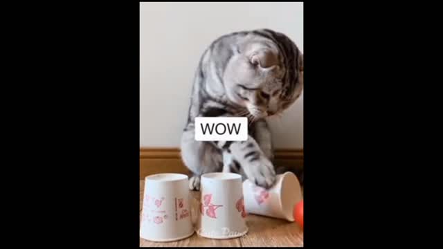 Cute cat video