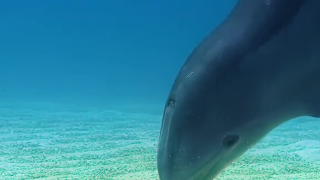 dolphin fish #world of nature