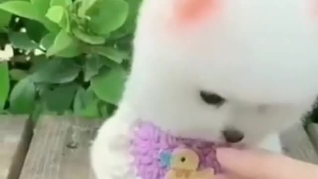 🐶_Cute_Puppy_video_❤️_|_Funny_Puppy_Video_🤣__#36