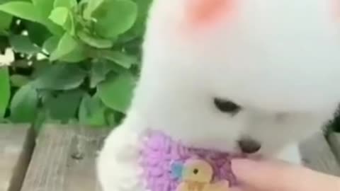 🐶_Cute_Puppy_video_❤️_|_Funny_Puppy_Video_🤣__#36