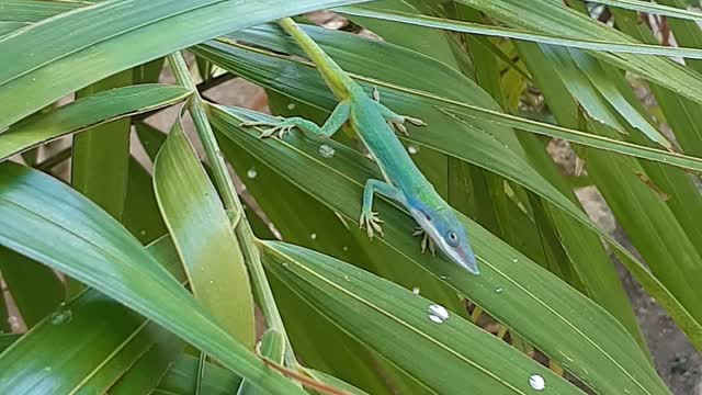 Lizard blue night anole