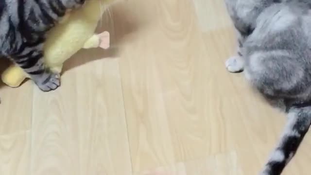 Two cats are playing with small toys