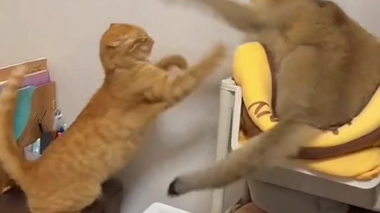 Funny Cats