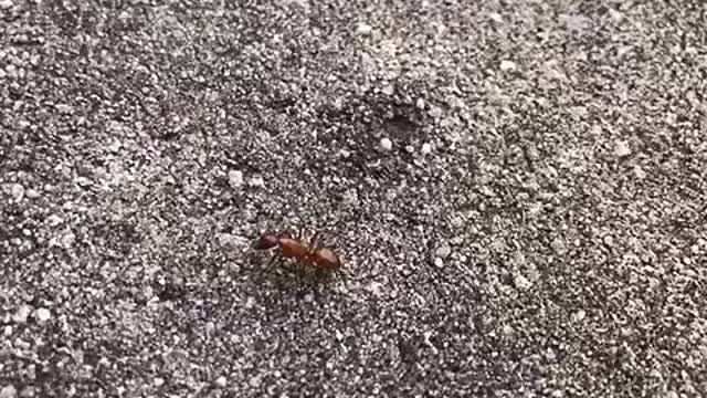 Insect that sings and dance