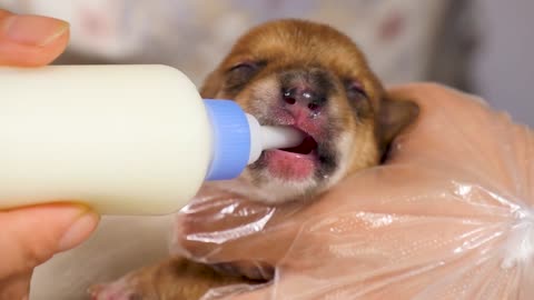 A newborn pet dog