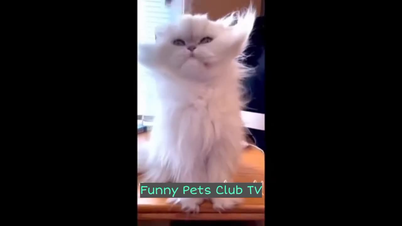 Funny Animal Videos 🤣