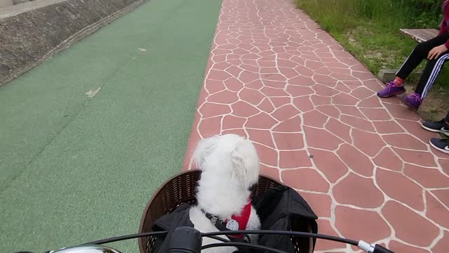 A doggy in a bicycle basket