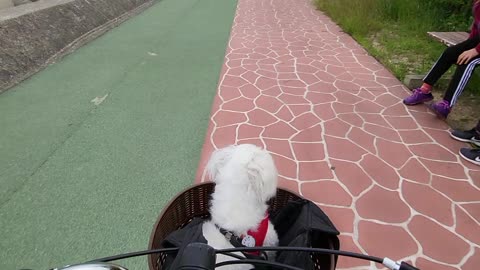 A doggy in a bicycle basket