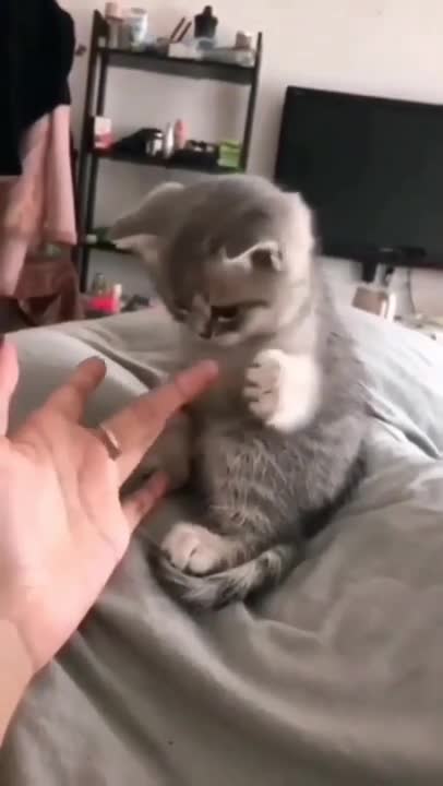 cute cat shorts❤#shorts #cat #cutecat