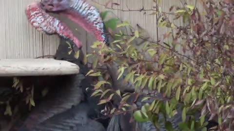 Weird Turkey Mating Fight