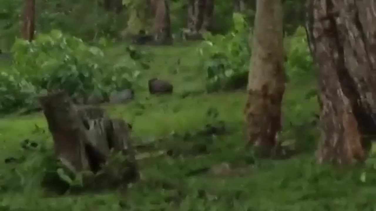 Wildlife