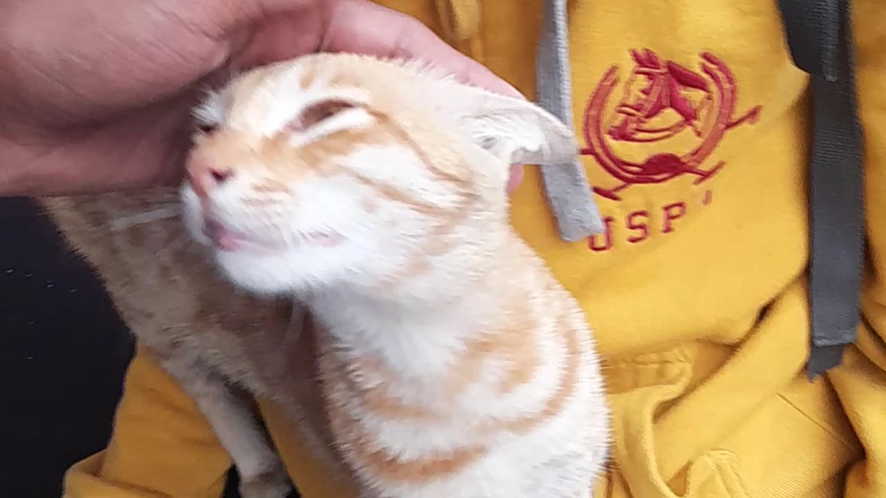 Cute cat