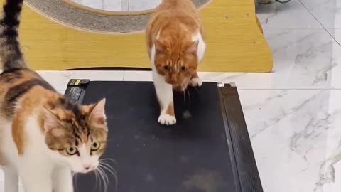 When cats use running pad🤣🤪😂😆