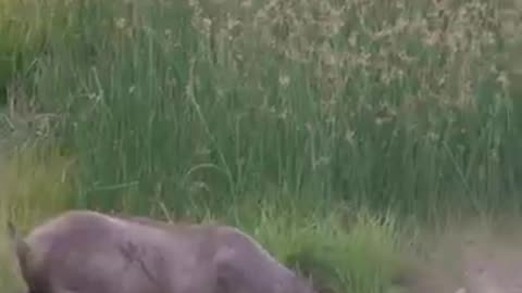 This deer what is doing? 😱😱