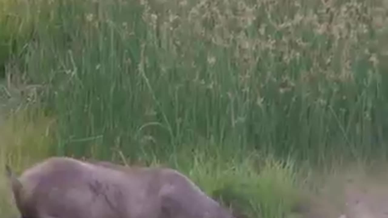 This deer what is doing? 😱😱