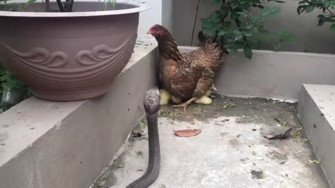 Brave Mother Chicken Protects The Duckling Against the Cobra Snake