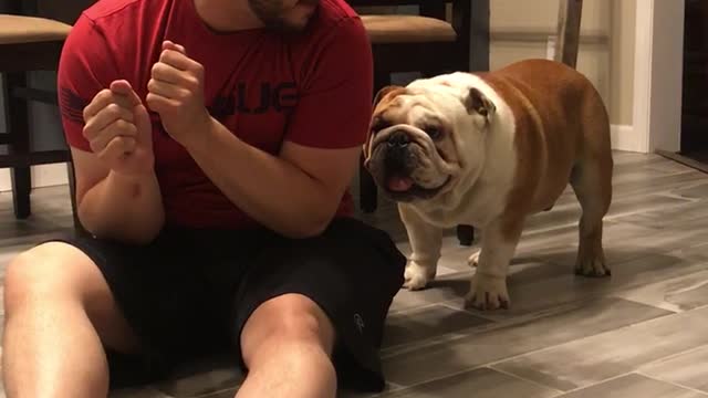 English Bulldog Fights With His Dad For Title Of “Boss Of The House”