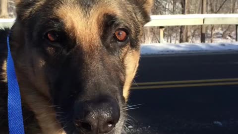 Fly The German Shepherd Dog WALKS IT Like She Talks It! 😂💬🦮 #dog #gsd #doglover