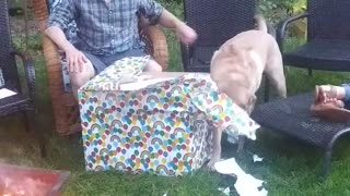 Dog (Cap) Opens Gift in Fairfax - Part1