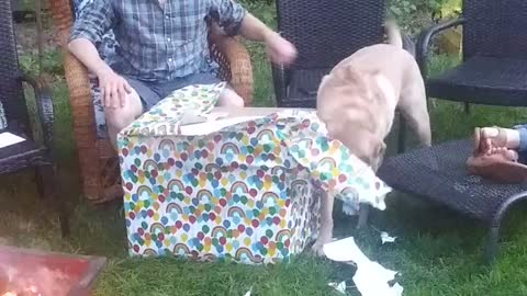 Dog (Cap) Opens Gift in Fairfax - Part1