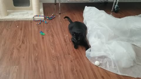 20240804 131511 Tux Playing Calmly in the Plastic Sheet