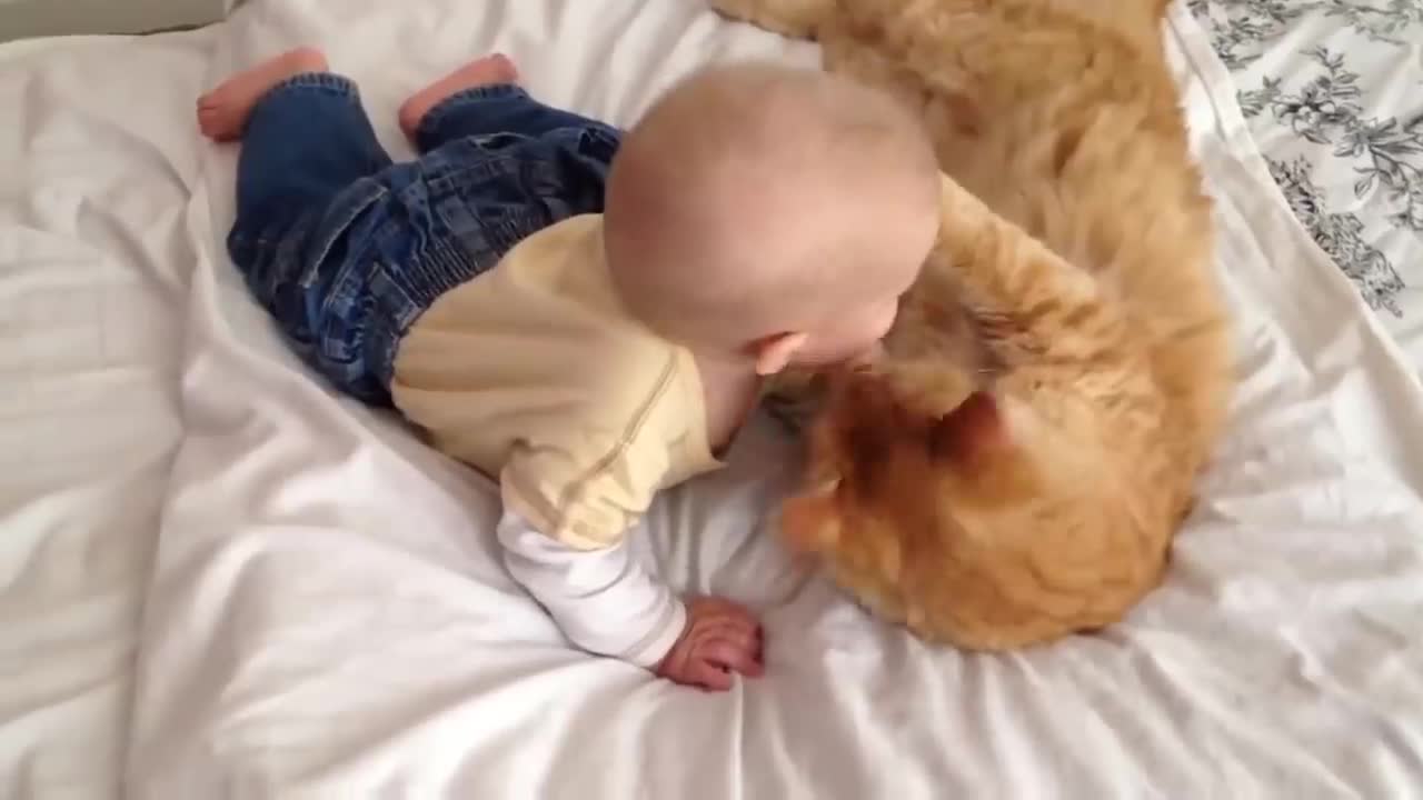 Cats reacting to babies for the first time
