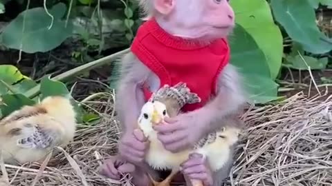 Funny monkey &Children