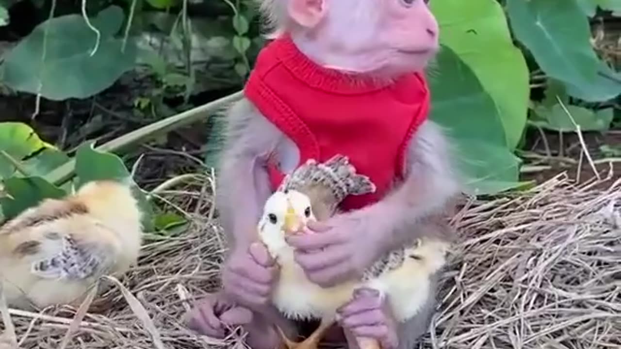 Funny monkey &Children