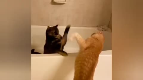 Funny Cats Videos