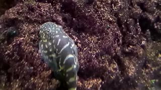 Hillstream loach Borneo sucker fish reticulated