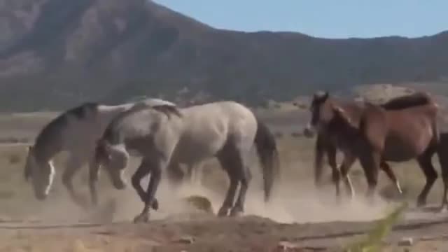 filming the fighting mustangs