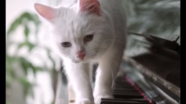 Cat Playing piano like Beethoven: Nora