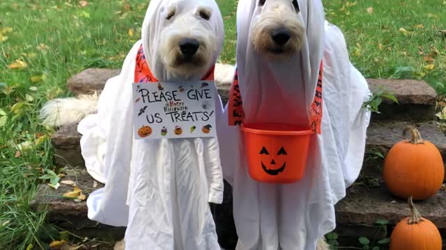 Doodle Duo Trick-Or-Treating