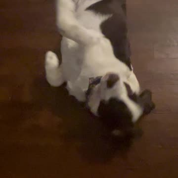 Springer Spaniel Stinking The Whole House Up! #shortsviral #shortsvideo #dog #springerspaniel